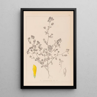 Herbier de la flore française Pl0368 - Louis Antoine Cusin — framed artwork on a wall