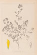 Herbier de la flore française Pl0368 - Louis Antoine Cusin — artwork view