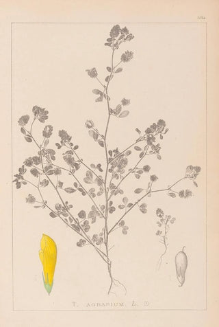 Herbier de la flore française Pl0368 - Louis Antoine Cusin — artwork view