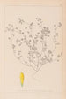 Herbier de la flore française Pl0369 - Louis Antoine Cusin — artwork view
