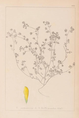 Herbier de la flore française Pl0369 - Louis Antoine Cusin — artwork view