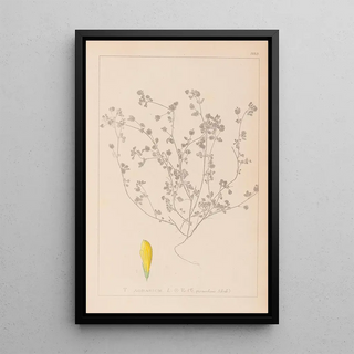 Herbier de la flore française Pl0369 - Louis Antoine Cusin — framed artwork on a wall