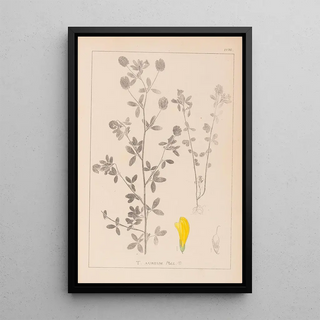 Herbier de la flore française Pl0370 - Louis Antoine Cusin — framed artwork on a wall