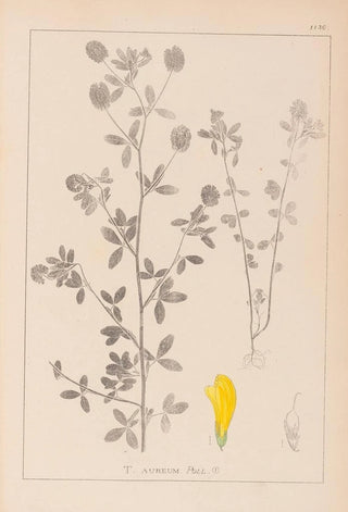 Herbier de la flore française Pl0370 - Louis Antoine Cusin — artwork view