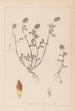Herbier de la flore française Pl0371 - Louis Antoine Cusin — artwork view