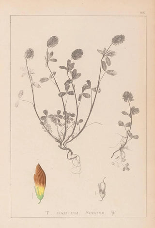 Herbier de la flore française Pl0371 - Louis Antoine Cusin — artwork view