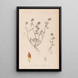 Herbier de la flore française Pl0371 - Louis Antoine Cusin — framed artwork on a wall