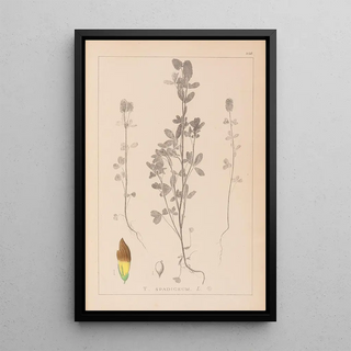 Herbier de la flore française Pl0372 - Louis Antoine Cusin — framed artwork on a wall
