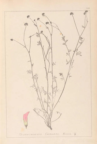 Herbier de la flore française Pl0373 - Louis Antoine Cusin — artwork view