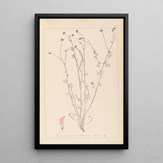 Herbier de la flore française Pl0373 - Louis Antoine Cusin — framed artwork on a wall