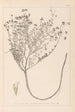 Herbier de la flore française Pl0374 - Louis Antoine Cusin — artwork view