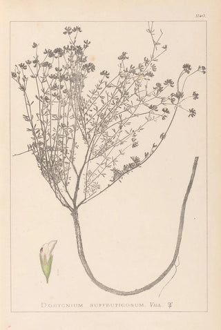 Herbier de la flore française Pl0374 - Louis Antoine Cusin — artwork view