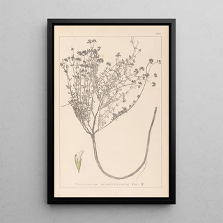 Herbier de la flore française Pl0374 - Louis Antoine Cusin — framed artwork on a wall