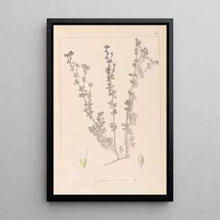 Herbier de la flore française Pl0375 - Louis Antoine Cusin — framed artwork on a wall
