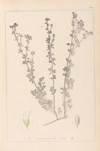 Herbier de la flore française Pl0375 - Louis Antoine Cusin — artwork view
