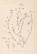 Herbier de la flore française Pl0376 - Louis Antoine Cusin — artwork view