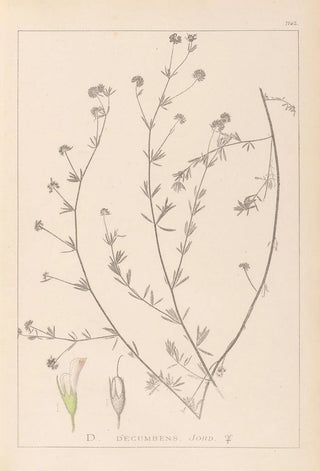Herbier de la flore française Pl0376 - Louis Antoine Cusin — artwork view