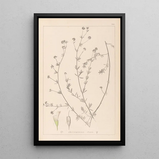 Herbier de la flore française Pl0376 - Louis Antoine Cusin — framed artwork on a wall