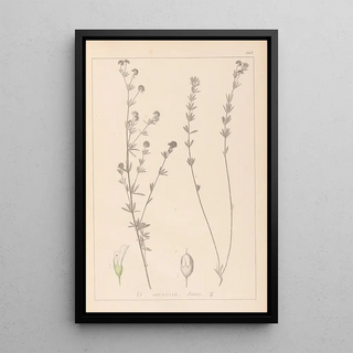 Herbier de la flore française Pl0377 - Louis Antoine Cusin — framed artwork on a wall