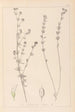 Herbier de la flore française Pl0377 - Louis Antoine Cusin — artwork view