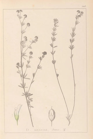 Herbier de la flore française Pl0377 - Louis Antoine Cusin — artwork view