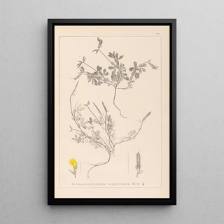 Herbier de la flore française Pl0378 - Louis Antoine Cusin — framed artwork on a wall