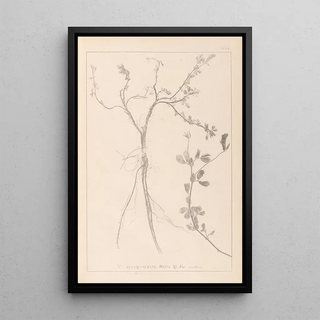 Herbier de la flore française Pl0379 - Louis Antoine Cusin — framed artwork on a wall