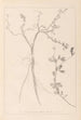 Herbier de la flore française Pl0379 - Louis Antoine Cusin — artwork view