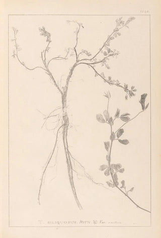 Herbier de la flore française Pl0379 - Louis Antoine Cusin — artwork view