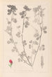 Herbier de la flore française Pl0380 - Louis Antoine Cusin — artwork view