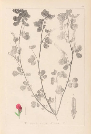 Herbier de la flore française Pl0380 - Louis Antoine Cusin — artwork view