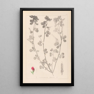 Herbier de la flore française Pl0380 - Louis Antoine Cusin — framed artwork on a wall