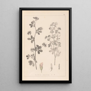 Herbier de la flore française Pl0381 - Louis Antoine Cusin — framed artwork on a wall