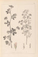 Herbier de la flore française Pl0381 - Louis Antoine Cusin — artwork view