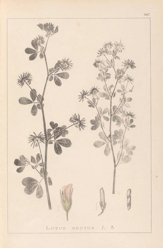 Herbier de la flore française Pl0381 - Louis Antoine Cusin — artwork view