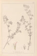 Herbier de la flore française Pl0382 - Louis Antoine Cusin — artwork view