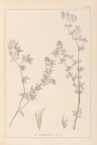 Herbier de la flore française Pl0382 - Louis Antoine Cusin — artwork view