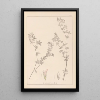 Herbier de la flore française Pl0382 - Louis Antoine Cusin — framed artwork on a wall