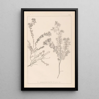 Herbier de la flore française Pl0383 - Louis Antoine Cusin — framed artwork on a wall