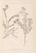 Herbier de la flore française Pl0383 - Louis Antoine Cusin — artwork view