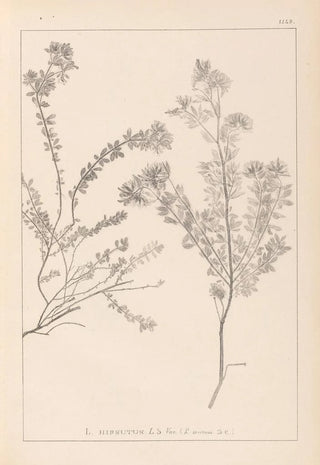 Herbier de la flore française Pl0383 - Louis Antoine Cusin — artwork view