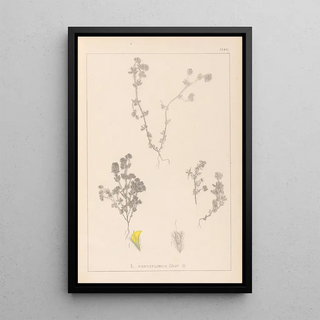 Herbier de la flore française Pl0384 - Louis Antoine Cusin — framed artwork on a wall