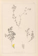Herbier de la flore française Pl0384 - Louis Antoine Cusin — artwork view