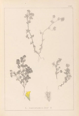 Herbier de la flore française Pl0384 - Louis Antoine Cusin — artwork view