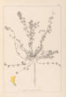 Herbier de la flore française Pl0385 - Louis Antoine Cusin — artwork view