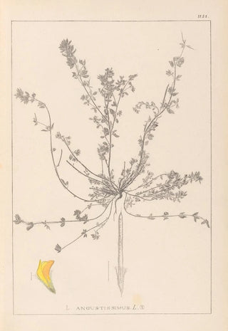 Herbier de la flore française Pl0385 - Louis Antoine Cusin — artwork view