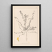 Herbier de la flore française Pl0385 - Louis Antoine Cusin — framed artwork on a wall