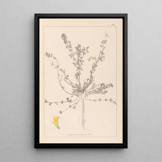 Herbier de la flore française Pl0385 - Louis Antoine Cusin — framed artwork on a wall