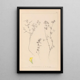 Herbier de la flore française Pl0386 - Louis Antoine Cusin — framed artwork on a wall