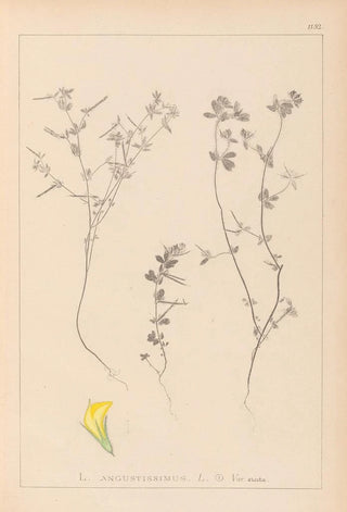 Herbier de la flore française Pl0386 - Louis Antoine Cusin — artwork view